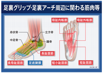 整体師が本気で考えた 足裏健康元気バンド ＜左右セット＞